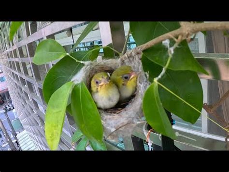 綠繡眼在家築巢|野鳥庭前築巢 預示居家風水好兆頭 